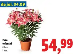 Lidl Crin oriental Ofertă