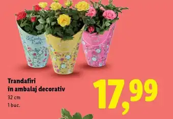 Lidl Trandafiri în ambalaj decorativ Ofertă
