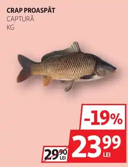 Auchan Crap proaspăt captură Ofertă
