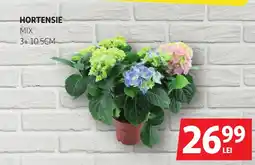Auchan Hortensie mix Ofertă