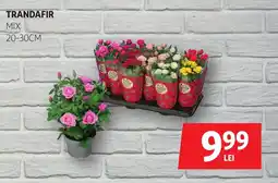 Auchan Trandafir mix Ofertă