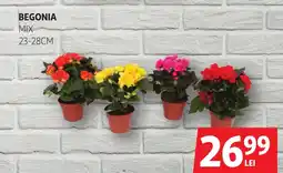Auchan Begonia mix Ofertă