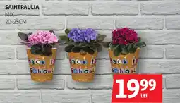 Auchan Saintpaulia mix Ofertă