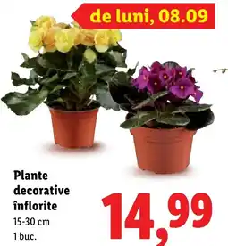 Lidl Plante decorative înflorite Ofertă