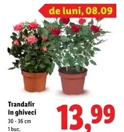 Lidl Trandafir în ghiveci Ofertă