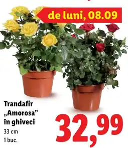 Lidl Trandafir ,,Amorosa" în ghiveci Ofertă