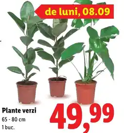 Lidl Plante verzi Ofertă