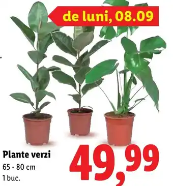 Lidl Plante verzi Ofertă