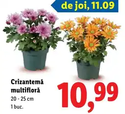 Lidl Crizantemă multiflorǎ Ofertă