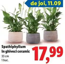 Lidl Spathiphyllum în ghiveci ceramic Ofertă