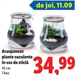 Lidl Aranjament plante suculente în vas de sticlă Ofertă