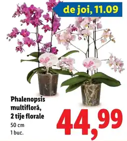 Lidl Phalenopsis multifloră, 2 tije florale Ofertă