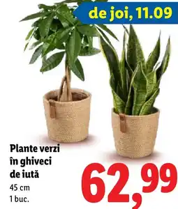 Lidl Plante verzi în ghiveci de iută Ofertă