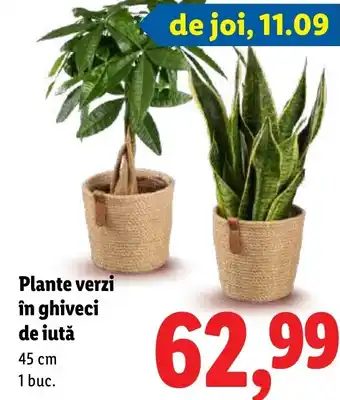 Lidl Plante verzi în ghiveci de iută Ofertă