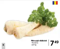 Selgros Pătrunjel rădăcină Ofertă