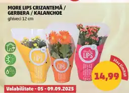 Penny More lips crizantemă/ gerbera / kalanchoe Ofertă