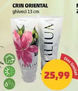Penny Crin oriental Ofertă