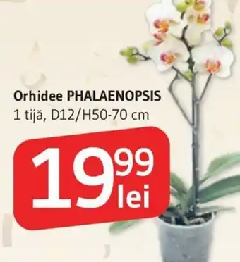 Supeco Orhidee PHALAENOPSIS Ofertă