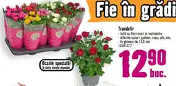Hornbach Trandafir Ofertă