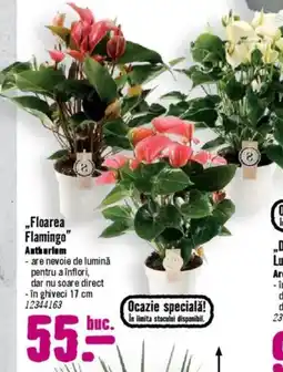 Hornbach „Floarea Flamingo" Ofertă
