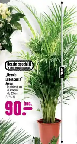 Hornbach „Dypsis Lutescenis" Ofertă