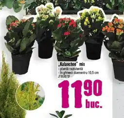 Hornbach „Kalanchoe" mix Ofertă