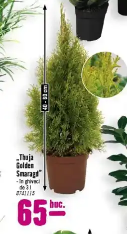 Hornbach „Thuja Golden Smaragd" Ofertă