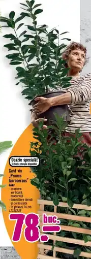 Hornbach Gard viu „Prunus lauroceraus" Ofertă