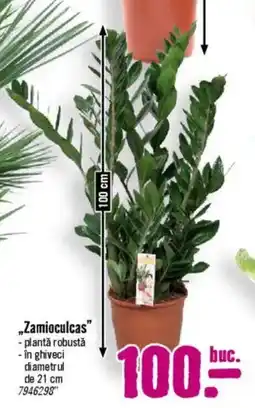 Hornbach „Zamioculcas" Ofertă