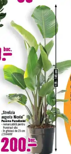 Hornbach ,,Strelizia augusta Nicolai" Ofertă