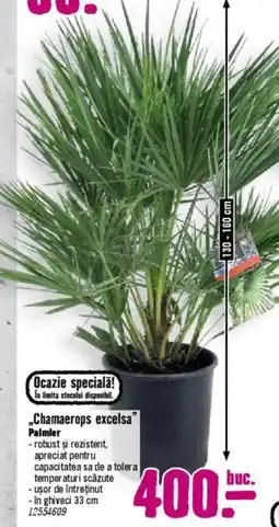 Hornbach „Chamaerops excelsa" Ofertă