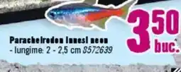 Hornbach Parachelrodon Innesi neon Ofertă
