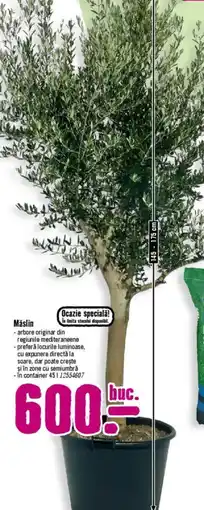 Hornbach Măslin Ofertă