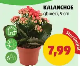 Penny Kalanchoe Ofertă