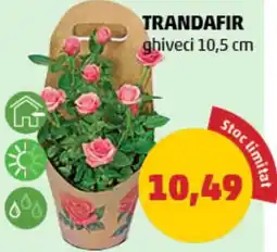 Penny Trandafir Ofertă