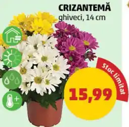 Penny Crizantemă Ofertă
