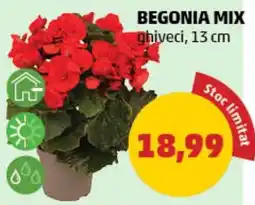 Penny Begonia mix Ofertă