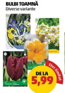 Penny Bulbi toamnă Ofertă