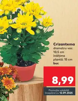 Kaufland Crizantema Ofertă