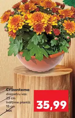 Kaufland Crizantema Ofertă