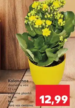 Kaufland Kalanchoe Ofertă