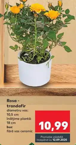 Kaufland Rosa - trandafir Ofertă