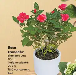 Kaufland Rosa trandafir Ofertă
