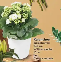 Kaufland Kalanchoe Ofertă