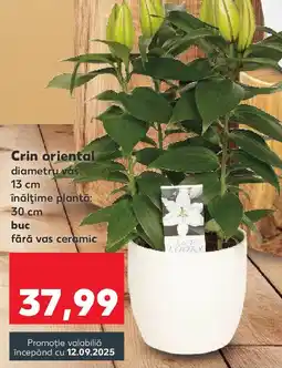 Kaufland Crin oriental Ofertă