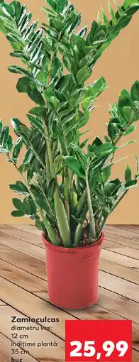 Kaufland Zamioculcas Ofertă