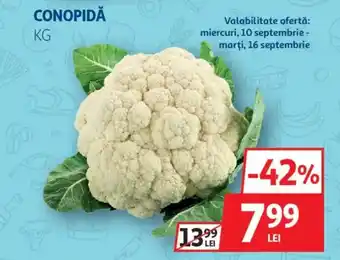 Auchan Conopidă Ofertă