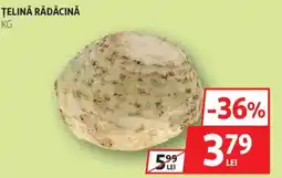 Auchan Ţelină rădăcină Ofertă