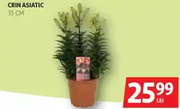 Auchan Crin asiatic Ofertă