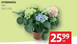 Auchan Hydrangea Ofertă